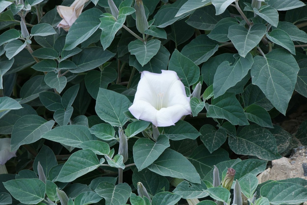 Дуриан на плантации