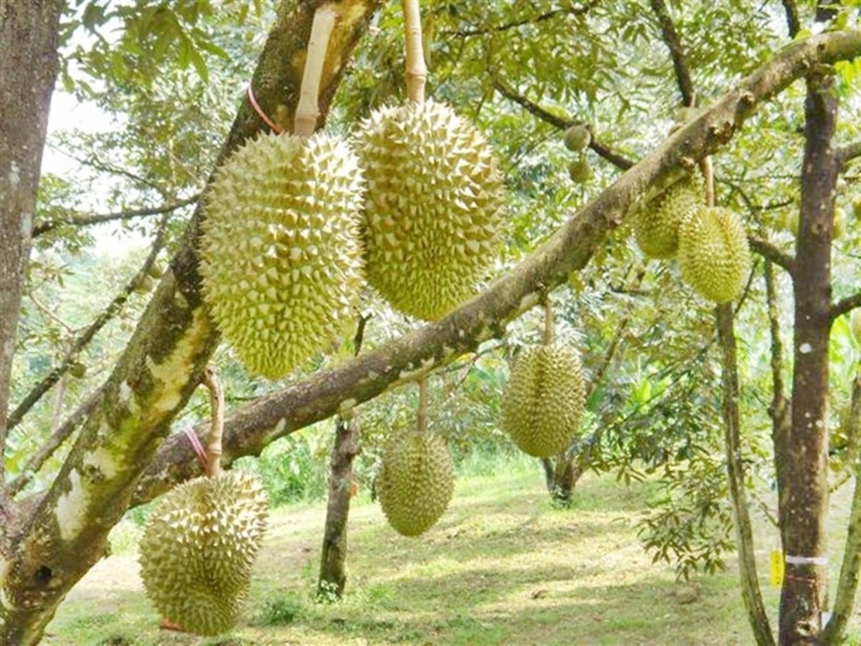 Король фруктов видео