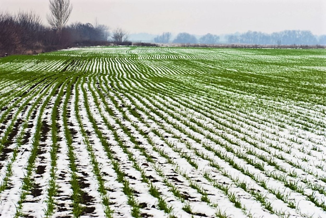 Пропашные яровые озимые