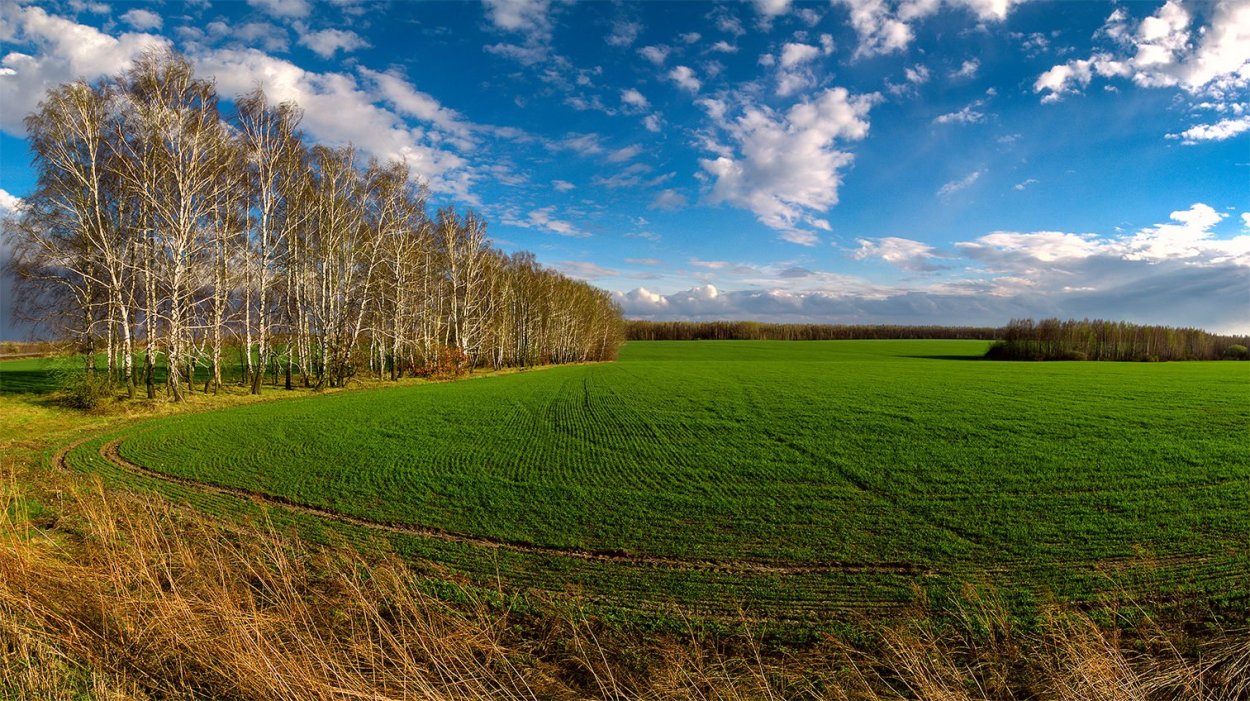 Поле весной