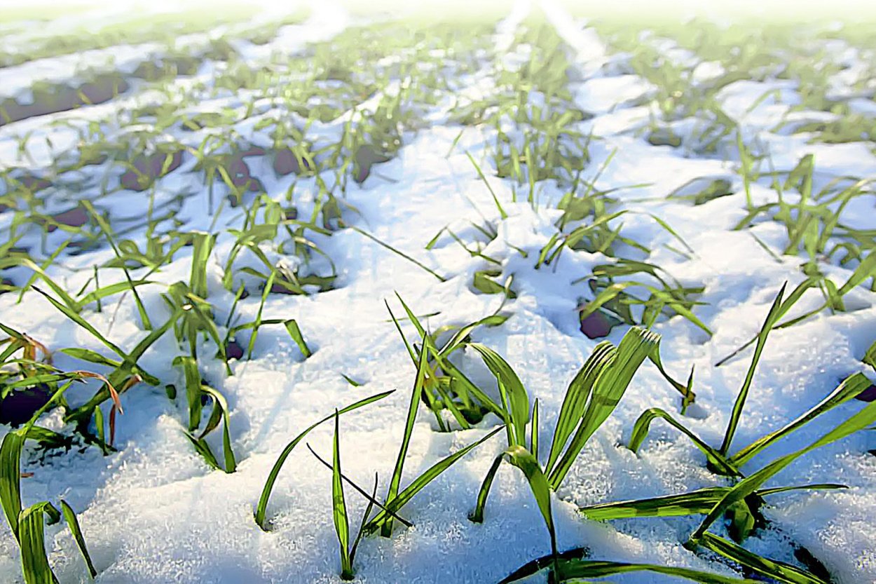 Вымерзание озимых культур