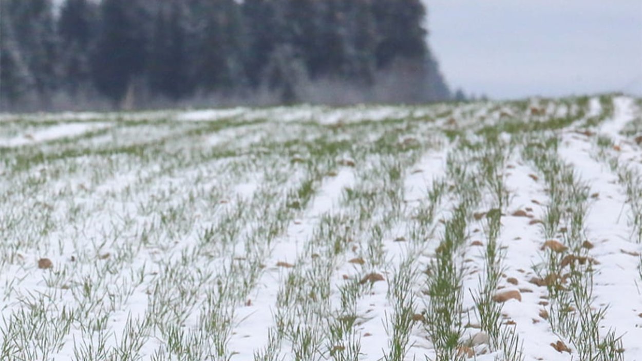 Перезимовка озимых