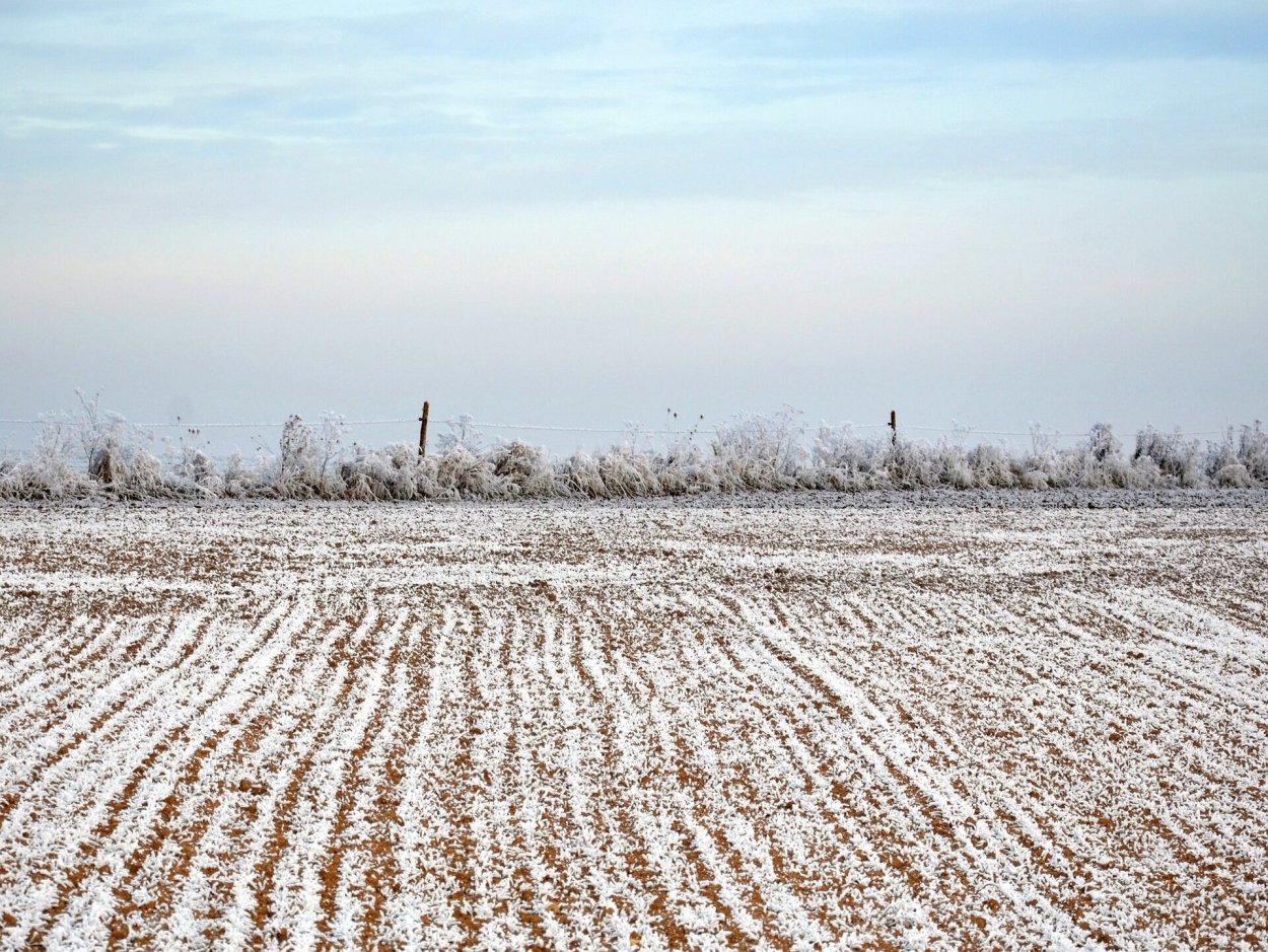 Снег на полях озимые