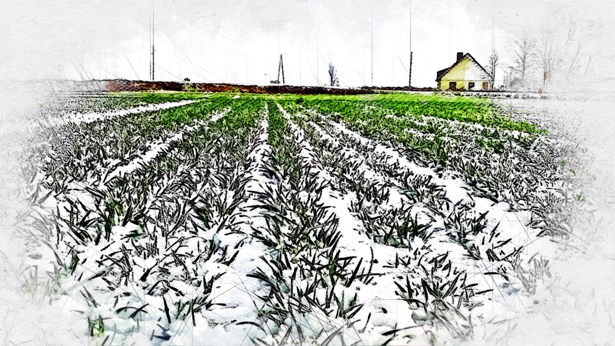 Озимь на полях для детей