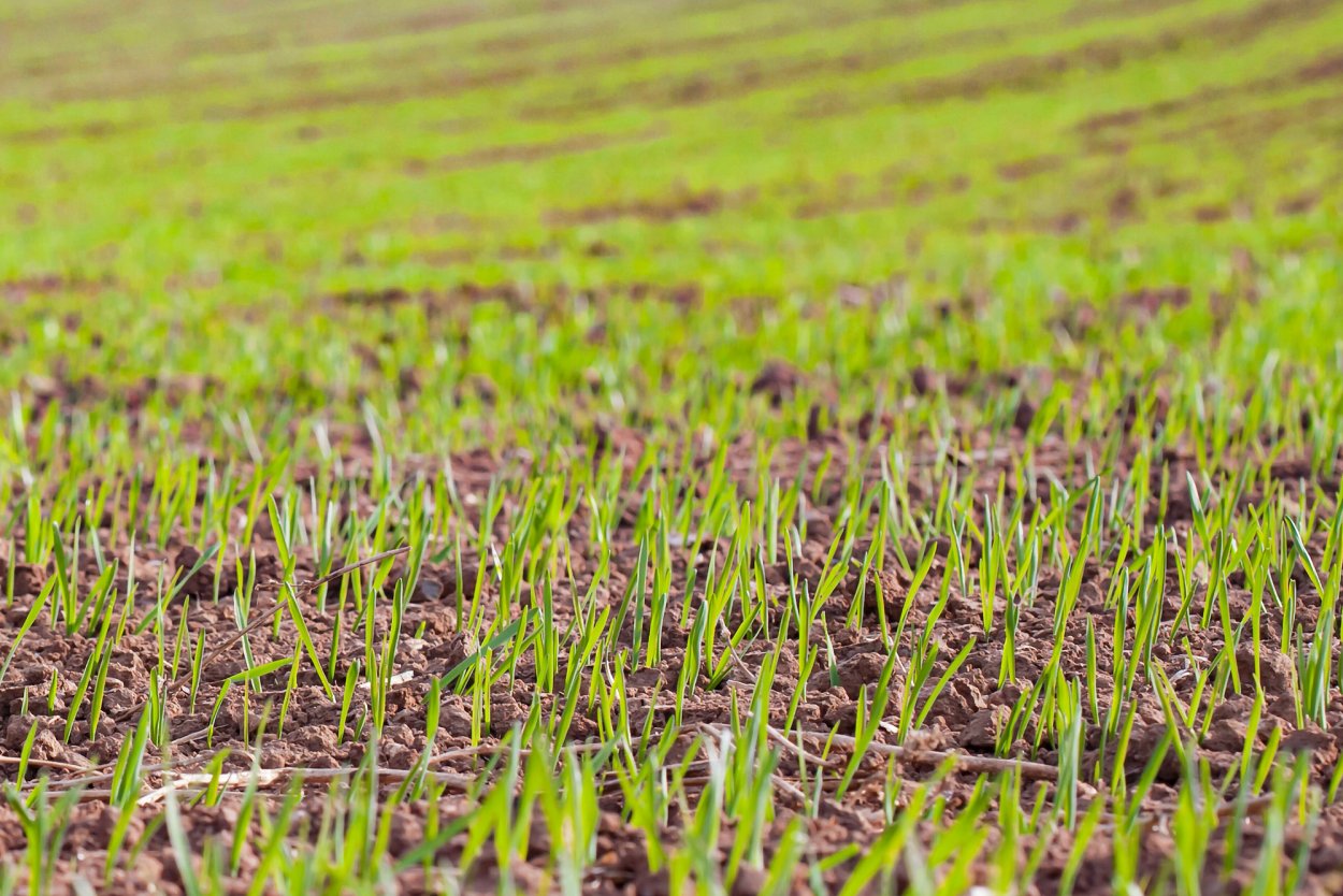 Всходы, посевы озимых культур