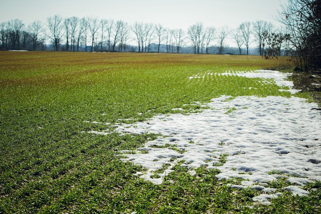 Озимые без снега -картинка