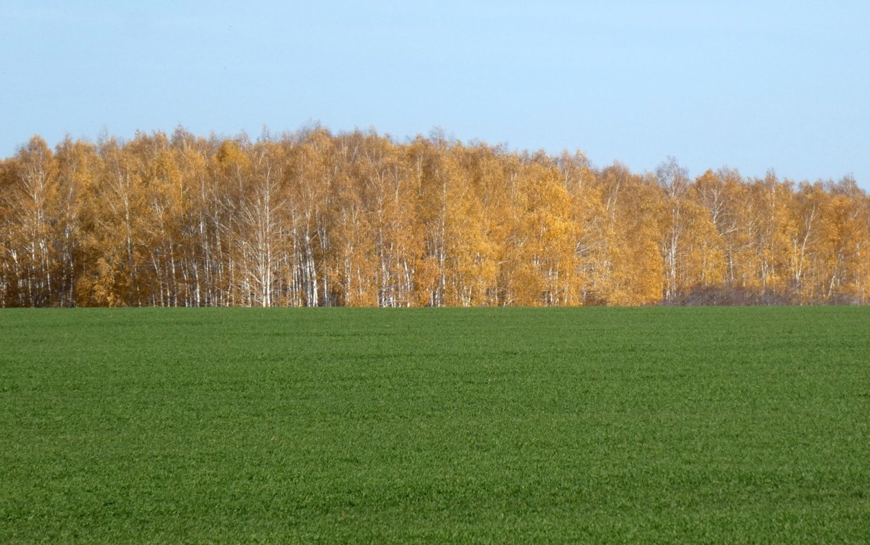 Зеленеет озимь