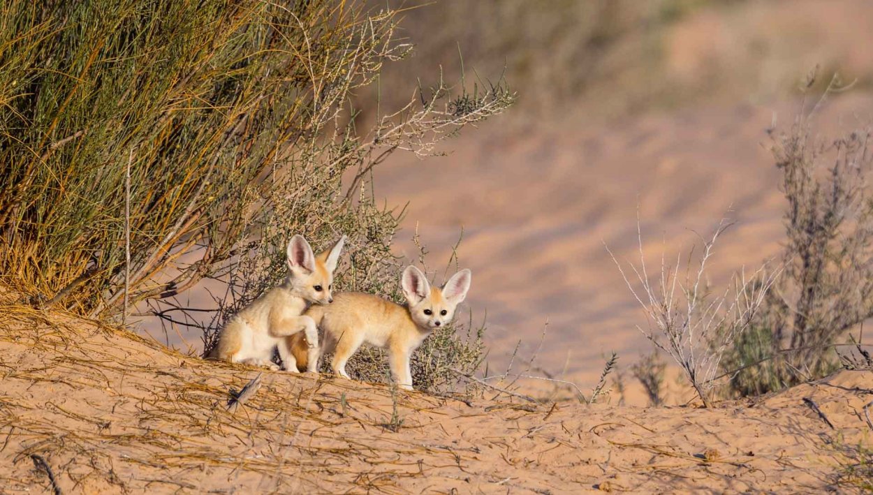 Животные пустыни и полупустыни России