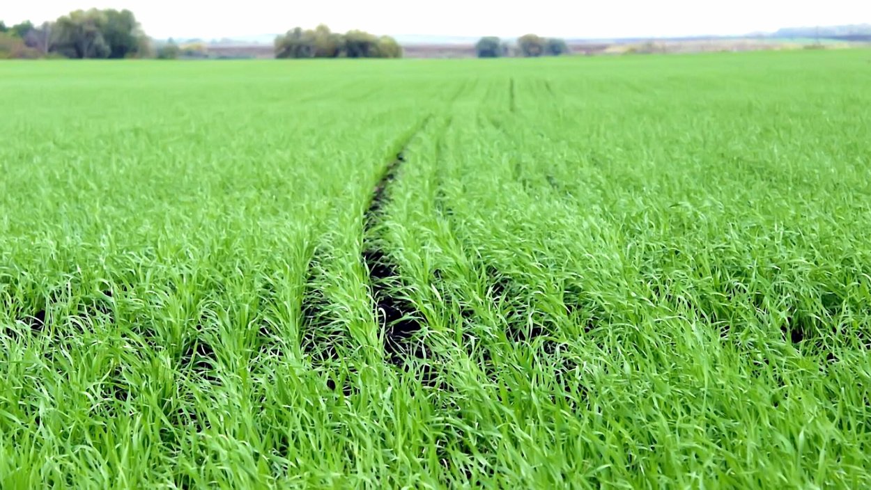 Посев многолетних трав