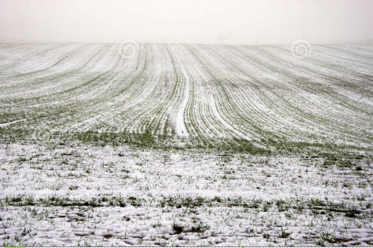 Озимое поле зимой