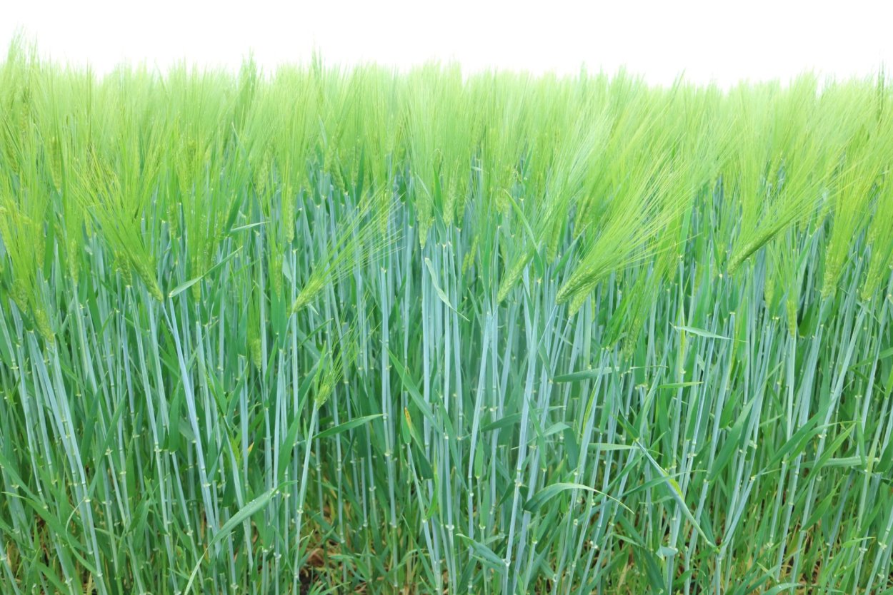 Озимая пшеница