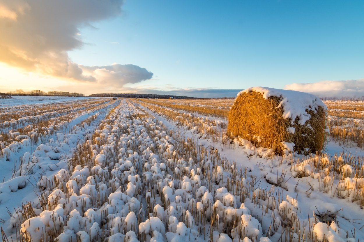Пшеничное поле зимой