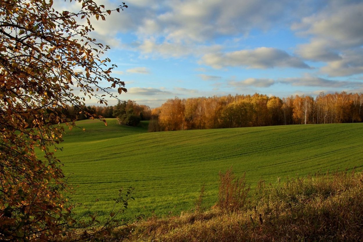 Ранняя осень поле