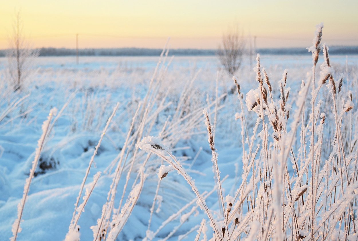 Пшеница под снегом