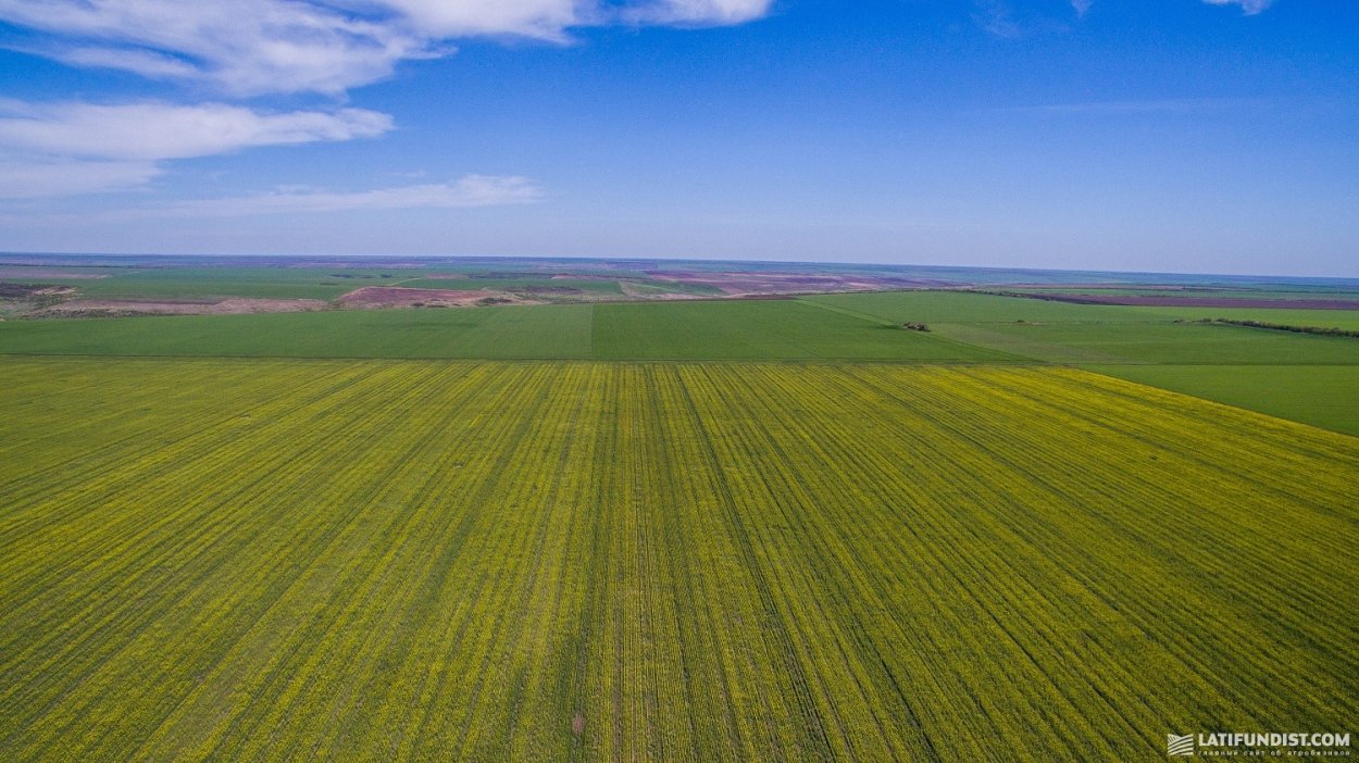 Озимые поля вид сверху