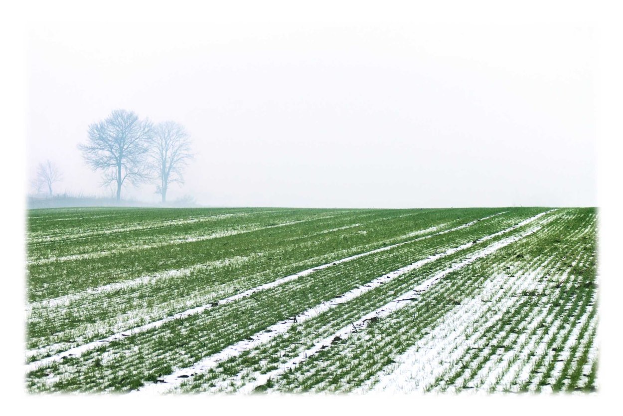 Озимь на полях