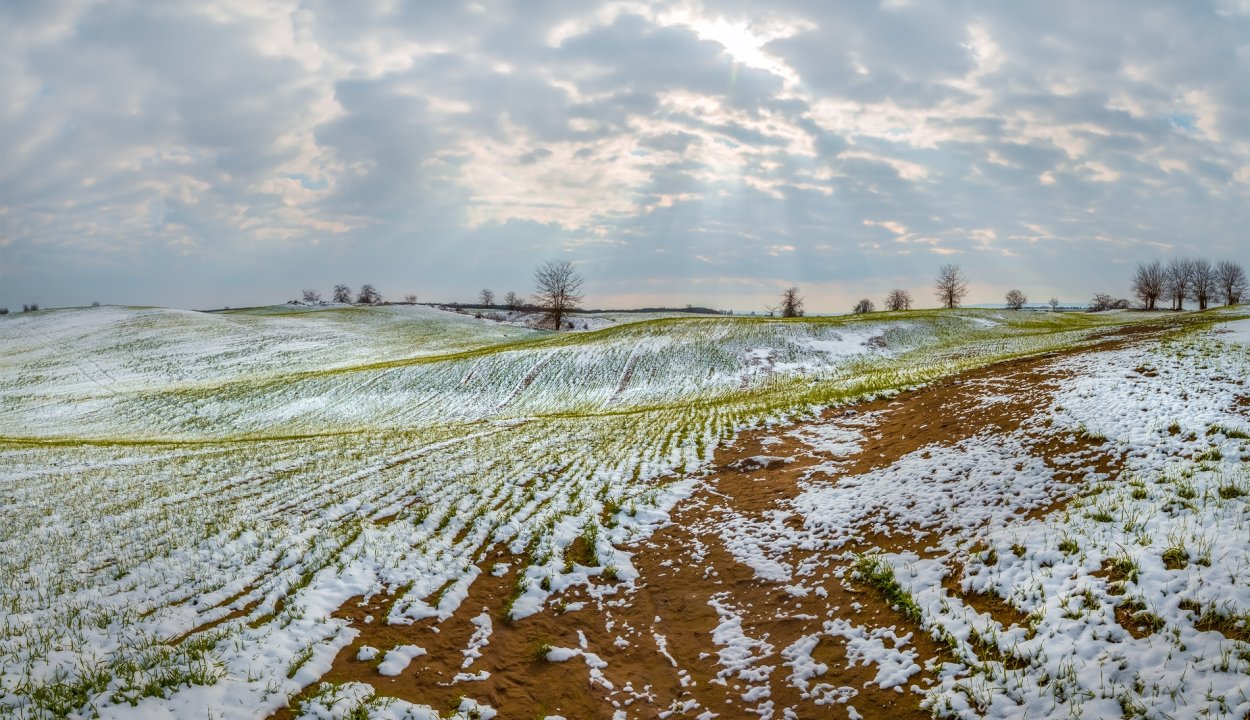 Поле с озимыми весной