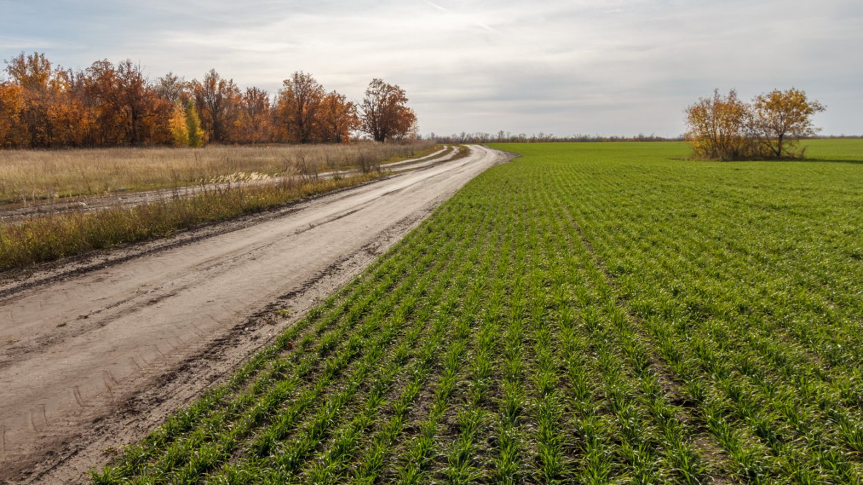 Что такое оземь озимь