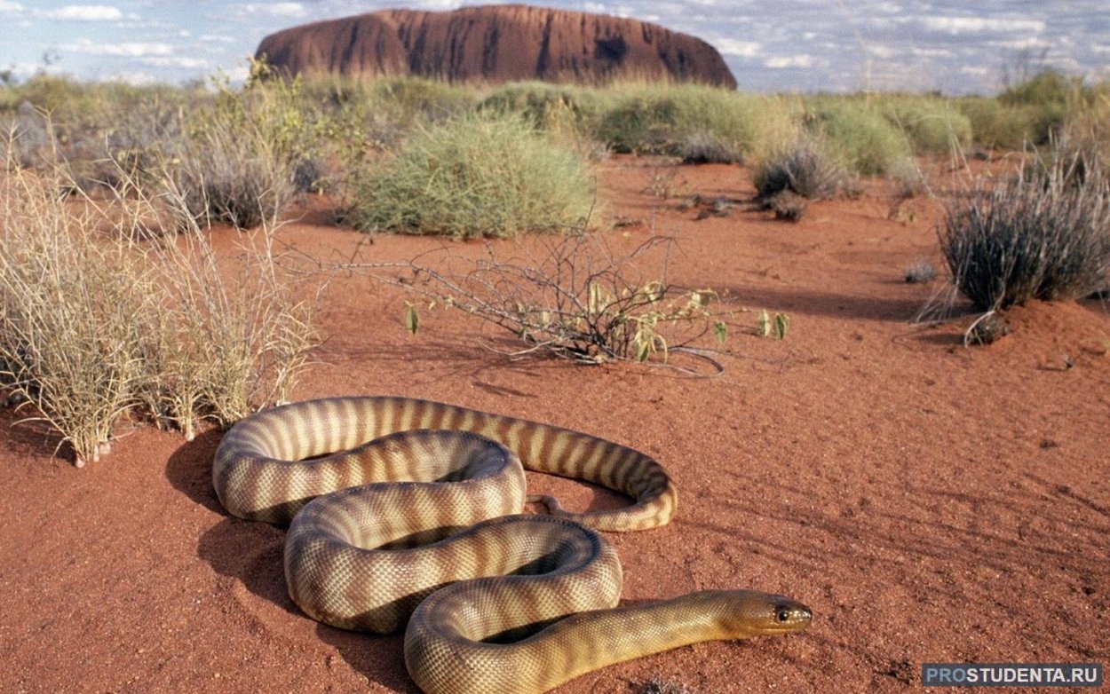 Пустыни и полупустыни Африки животные