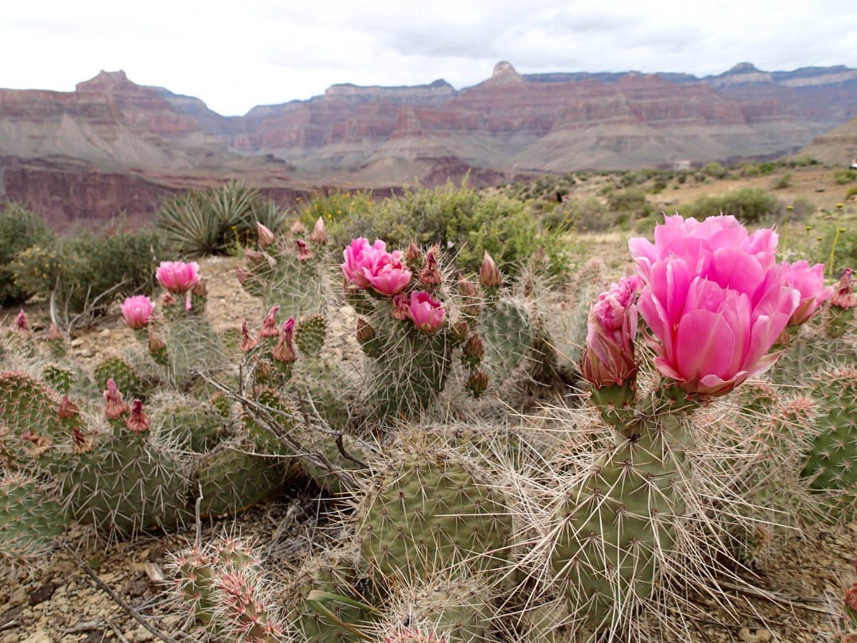Гранд-каньон США кактусы