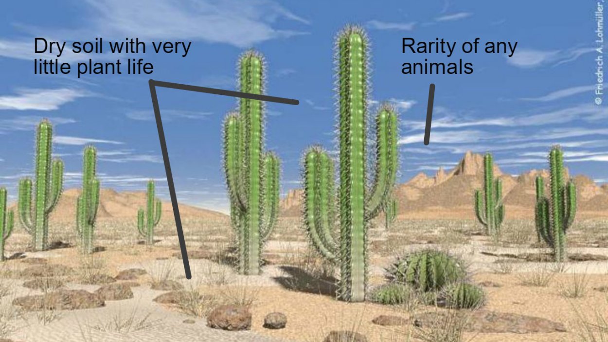 Сахара пустыня растения кактусы
