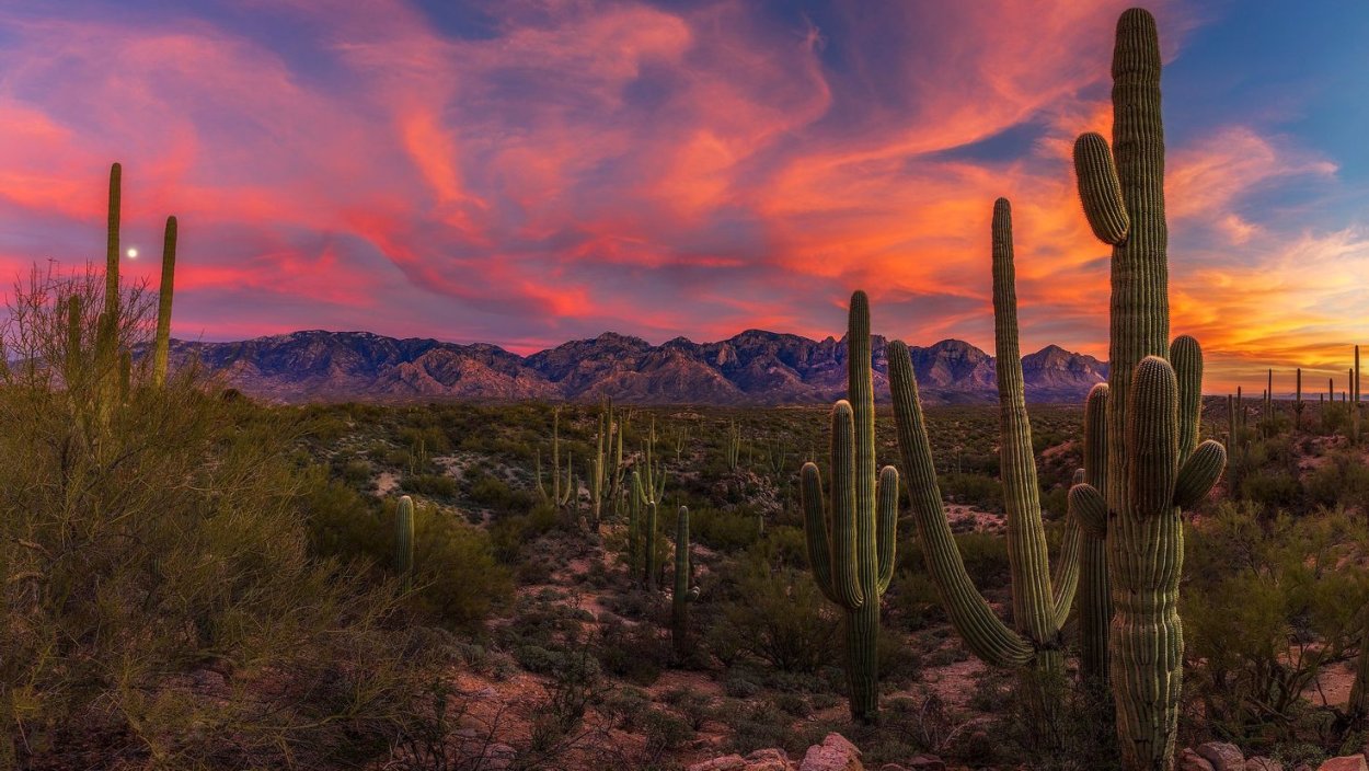 Национальный парк Сагуаро штат Аризона