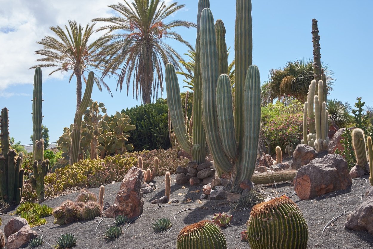 Кактусовые сады Бразилии