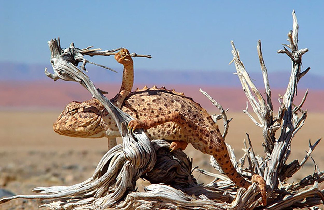 Змеи Намибии