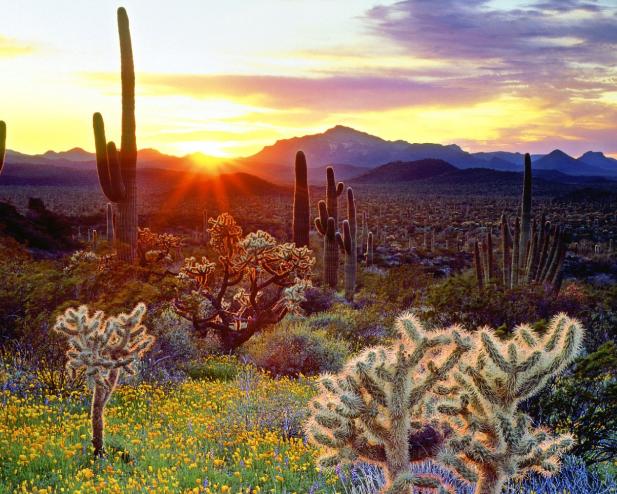 Пустыня Сонора Аризона Калифорния