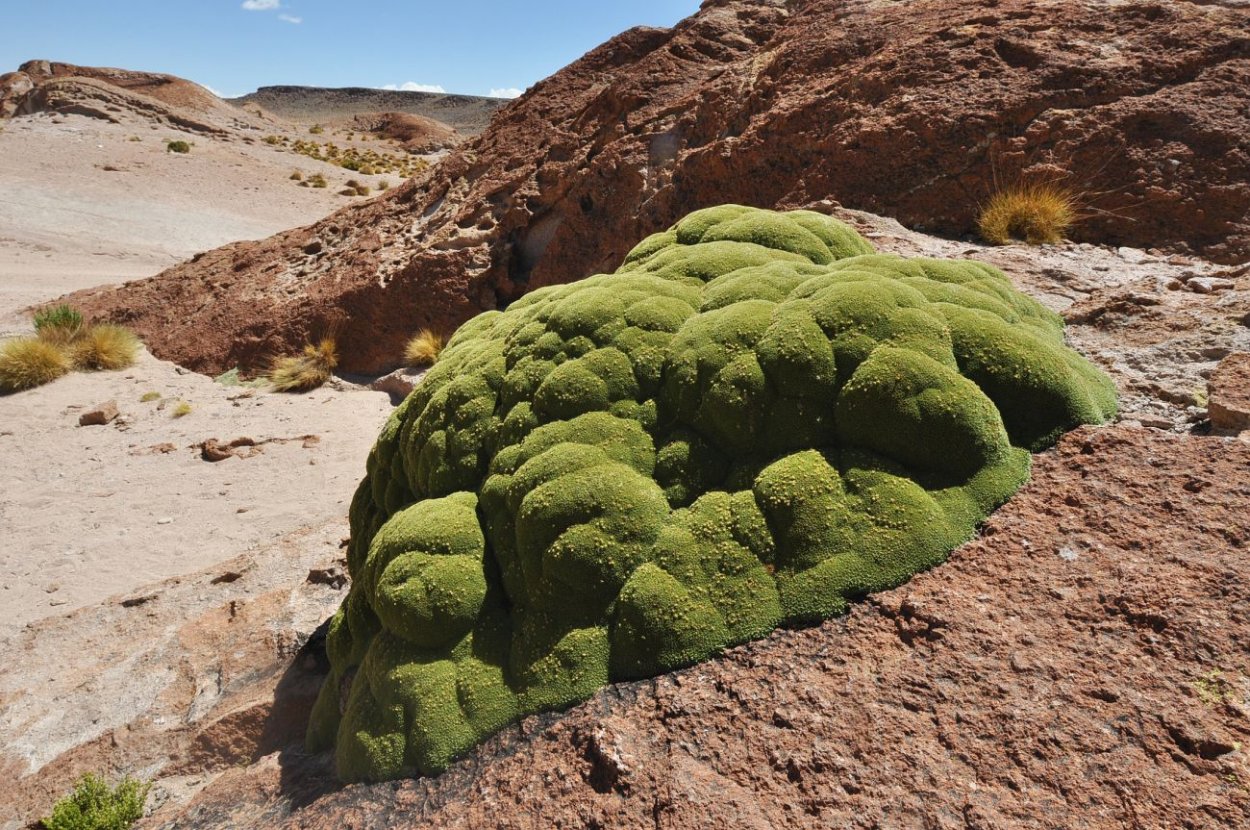 Азорелла трехвильчатая Нана