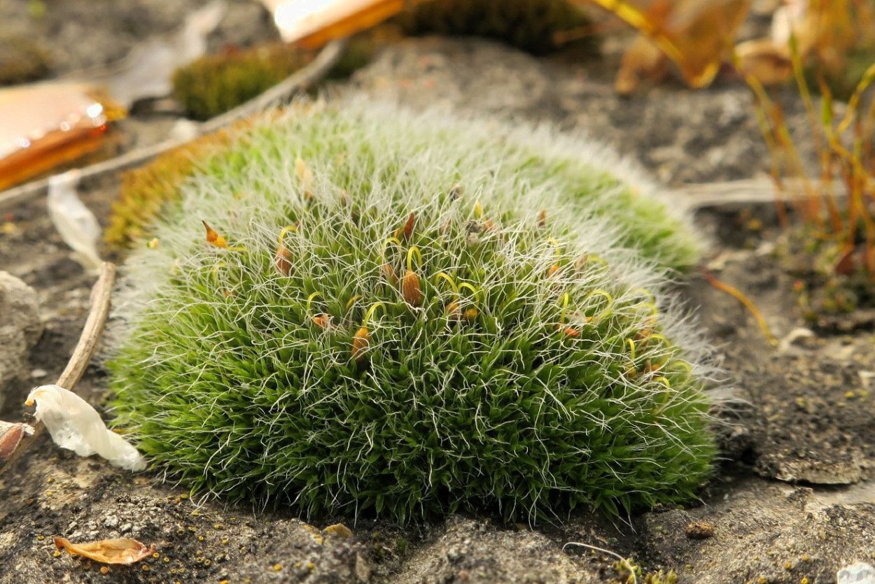 Колобантус Кито растение