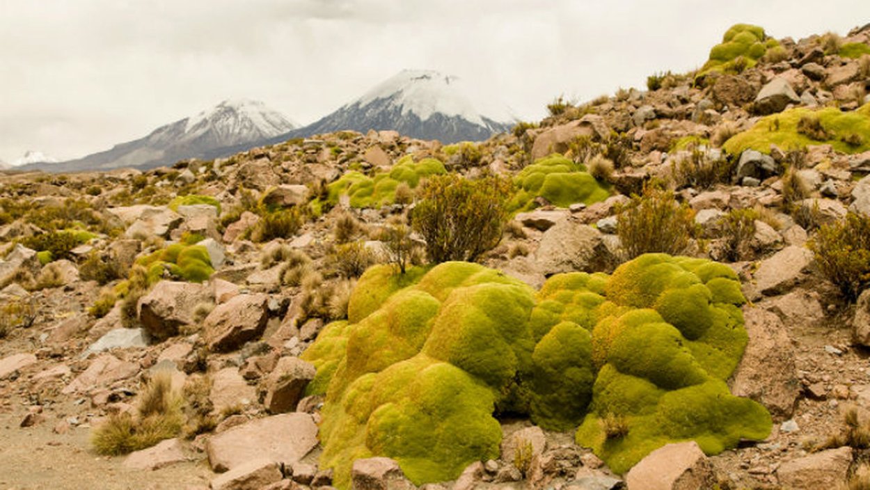 Подушковидные формы растений