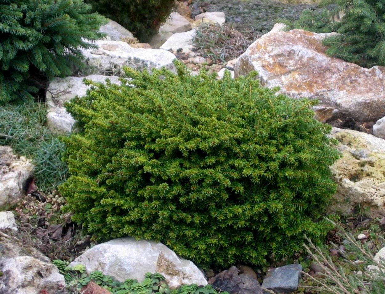 Ель обыкновенная little Gem