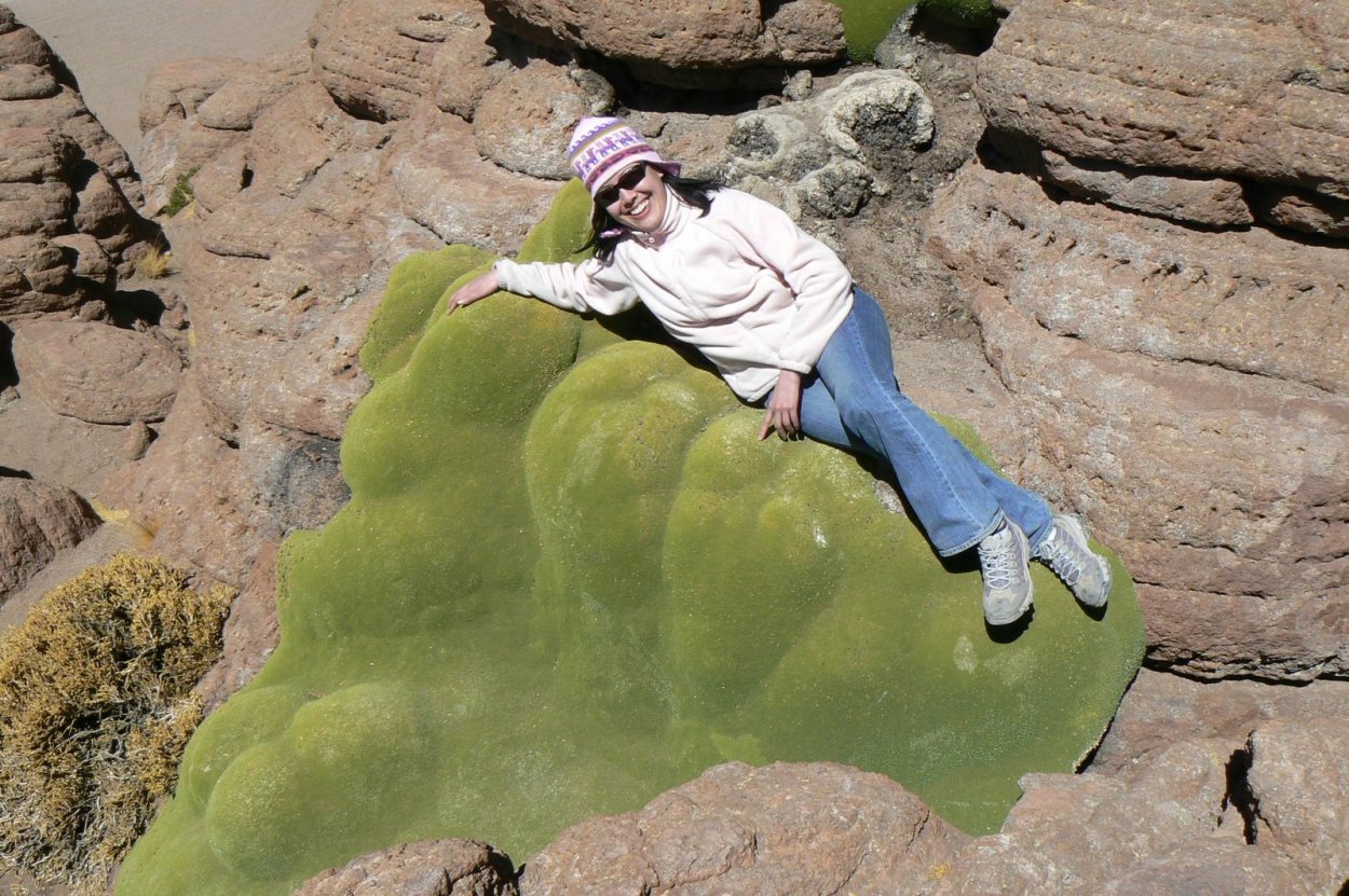 Ель Оморика Карел