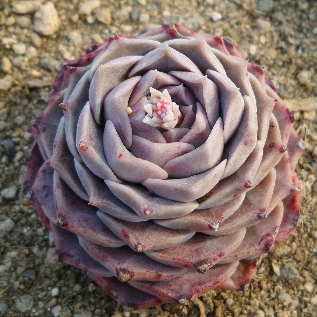 Овсяница фестука