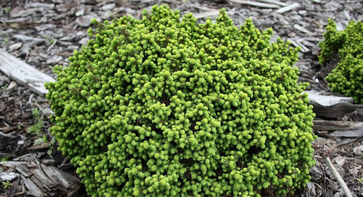 Растения подушки в горах