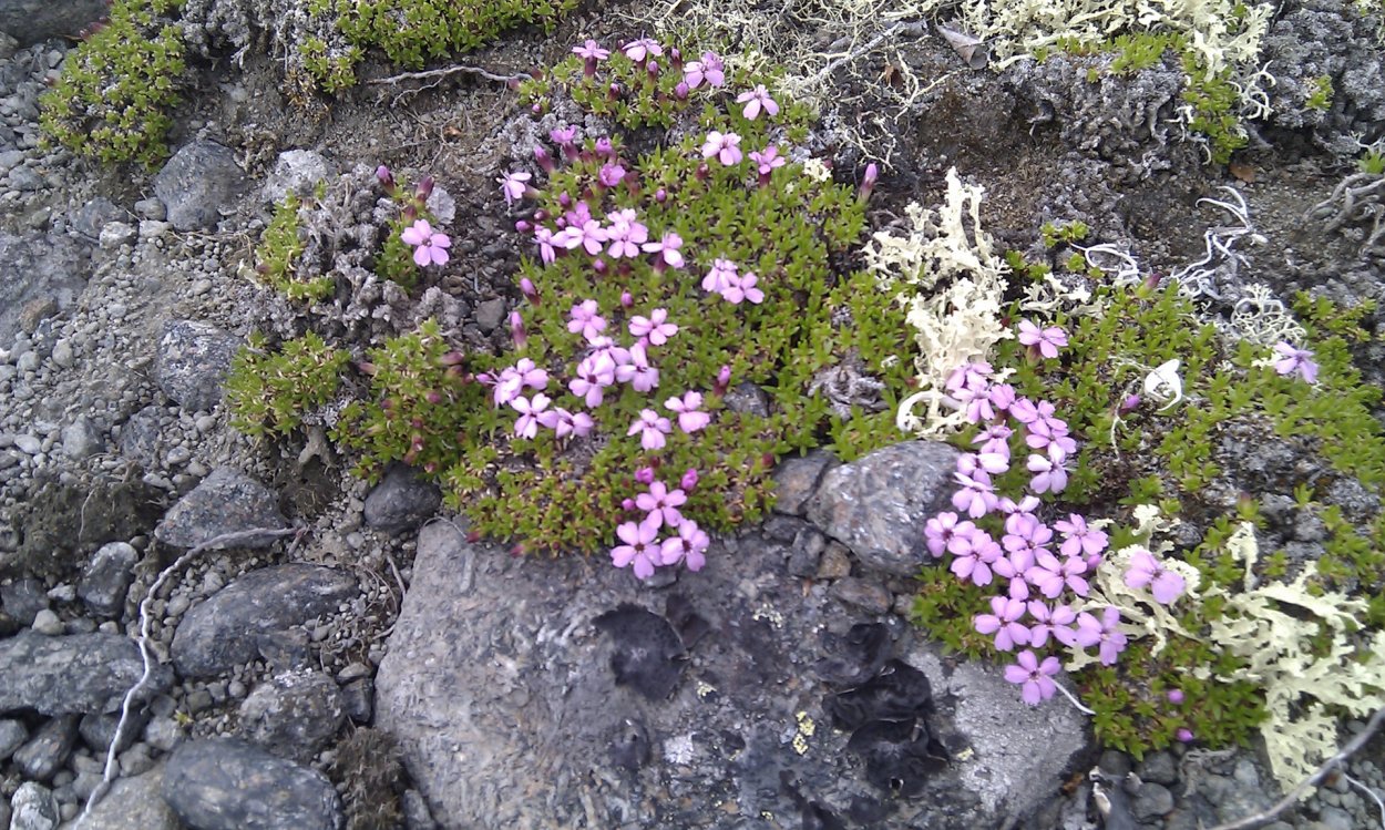 Очиток едкий Еллоу Квин
