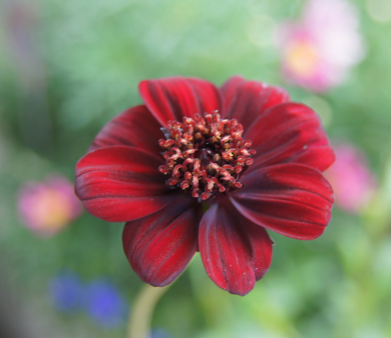 Cosmos atrosanguineus