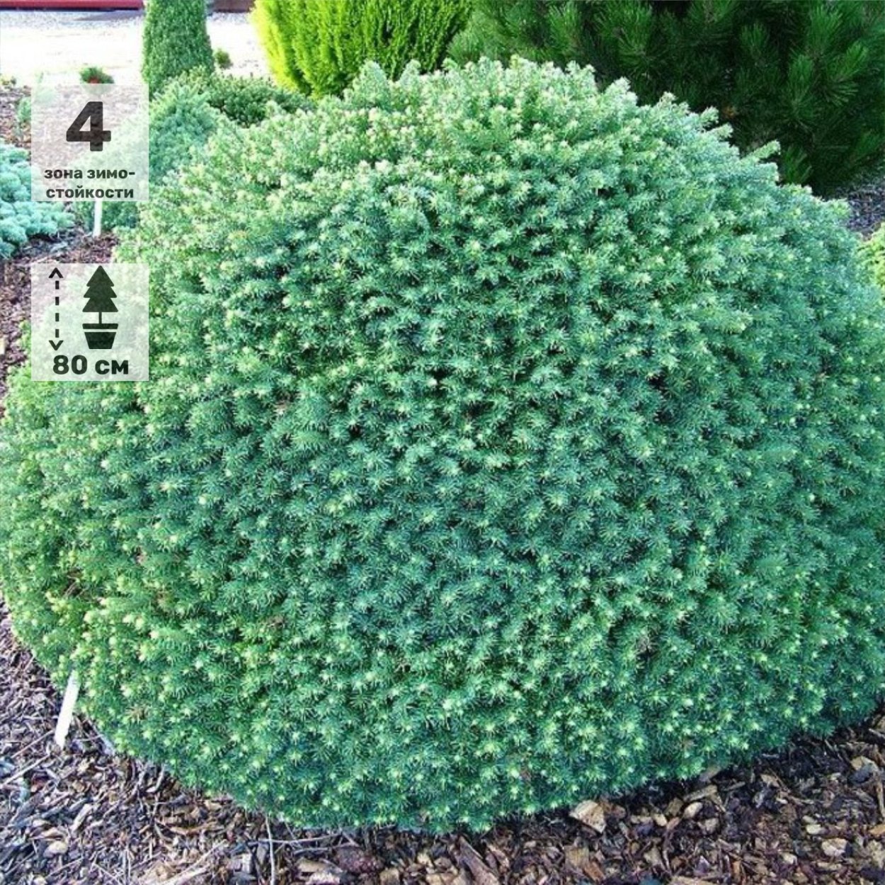 Минуарция Гельма (Minuartia Helmii)