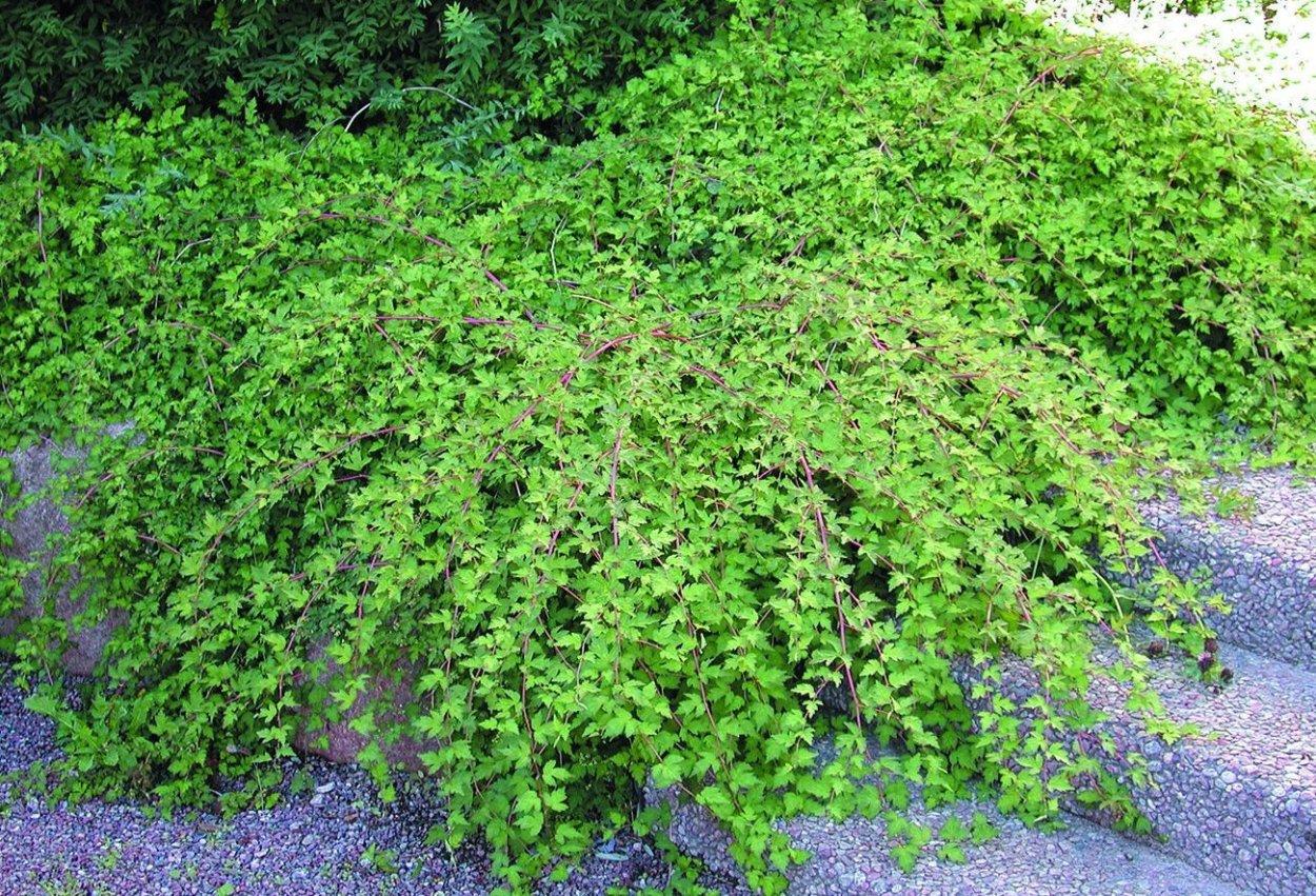 Стефанандра надрезаннолистная Криспа