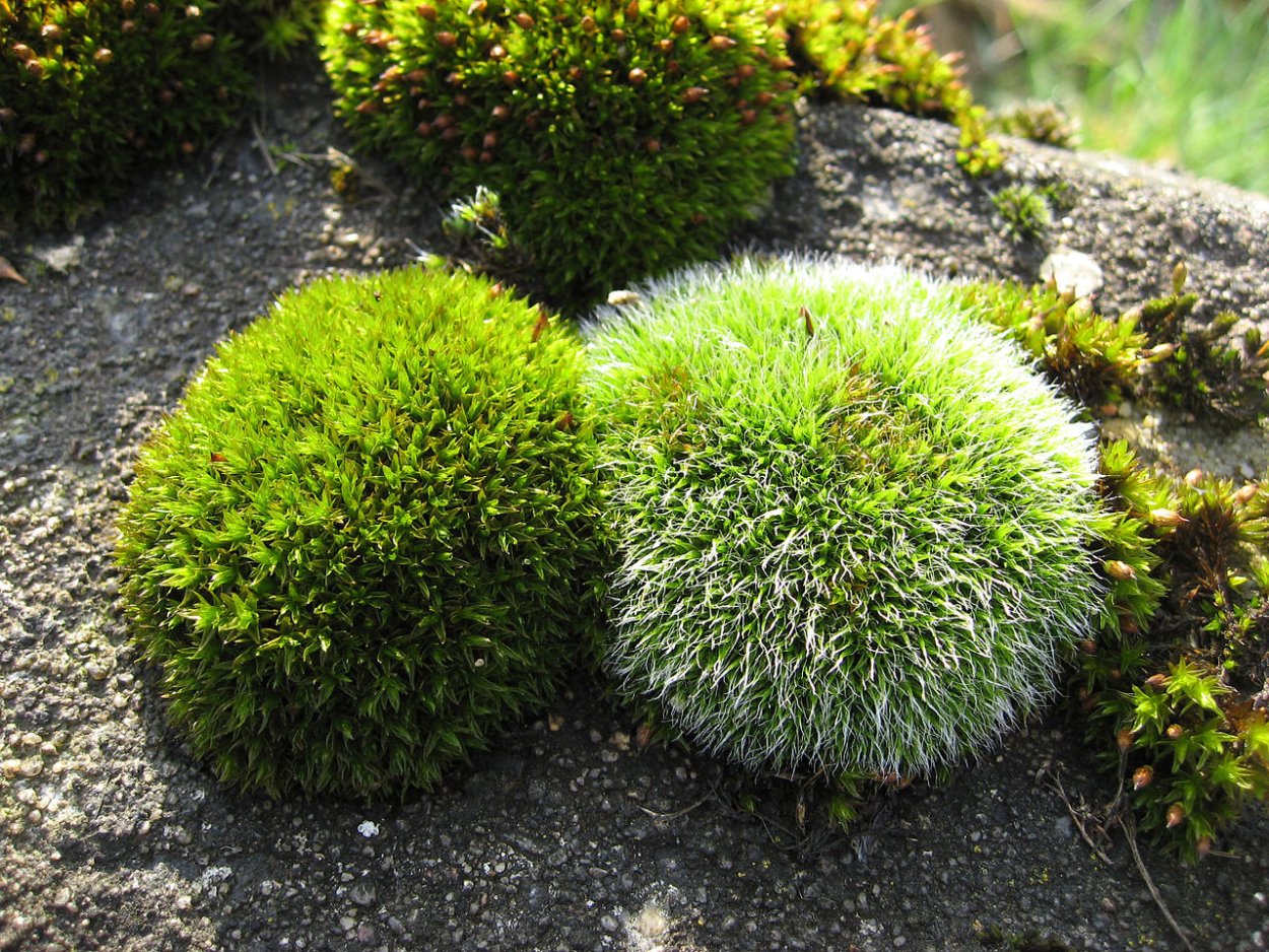 Гриммия подушковидная