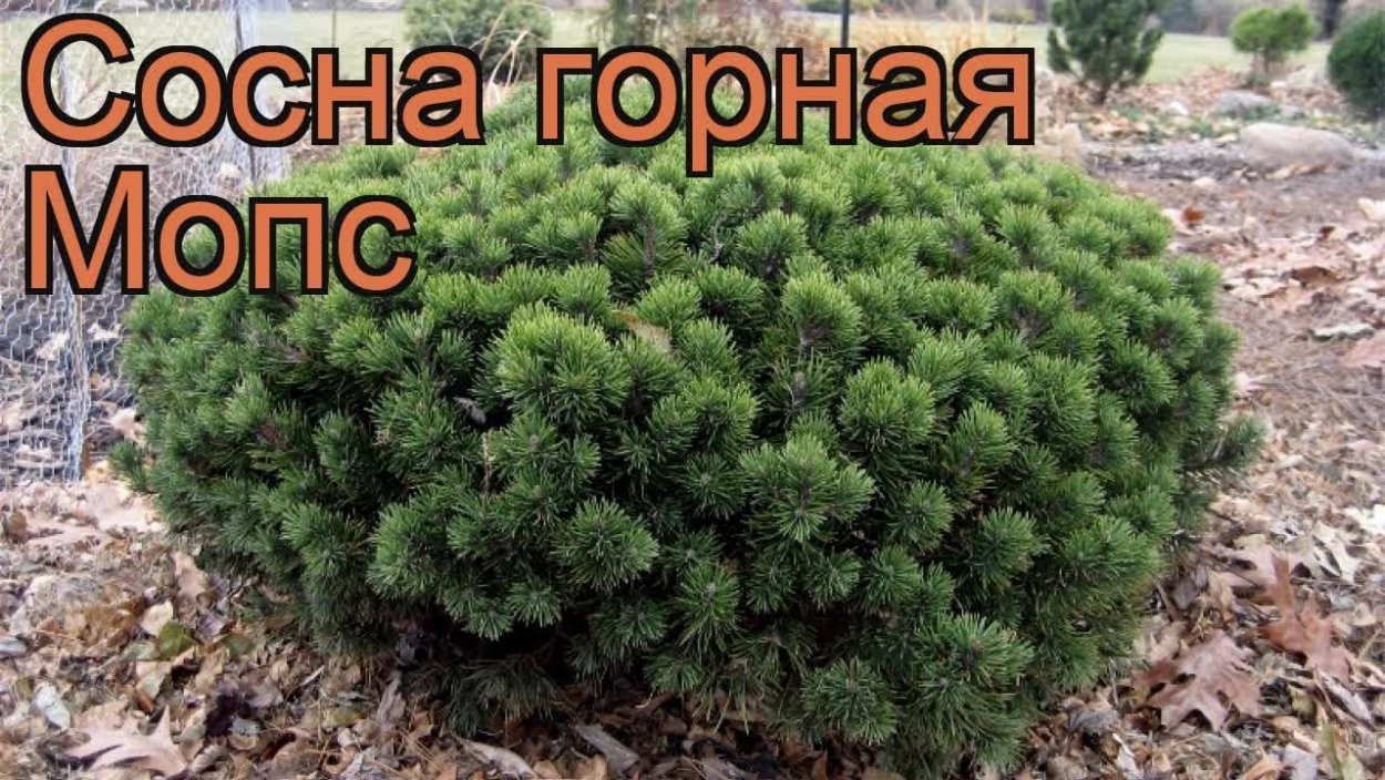 Сосна Горная Мопс