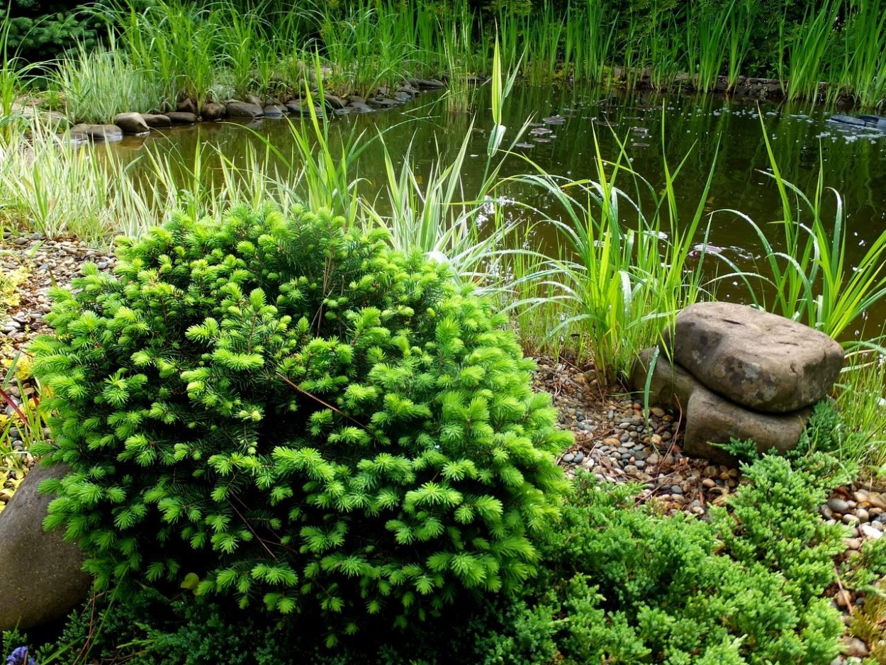 Эхеверия хиалина