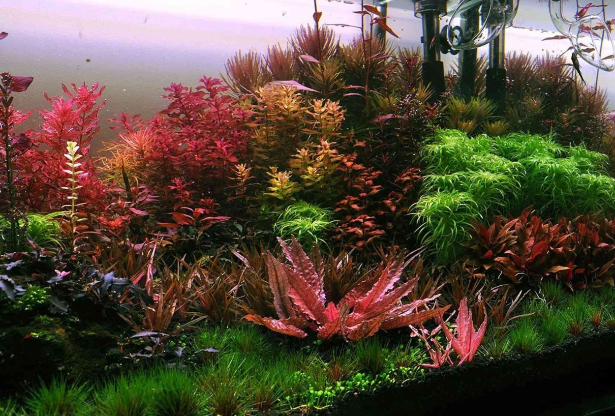 Людвигия "супер красная"