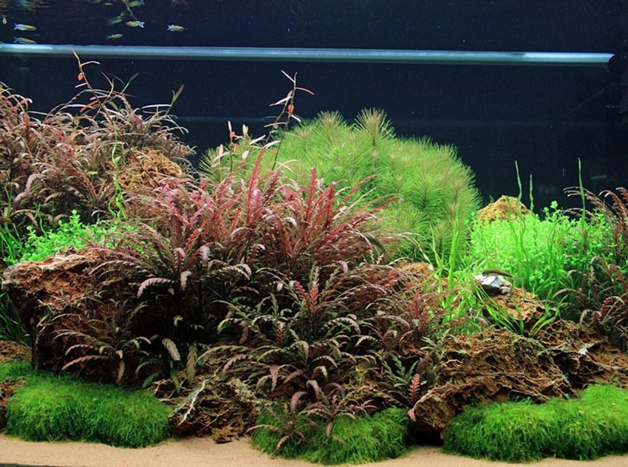 Гигрофила Пиннатифида красная