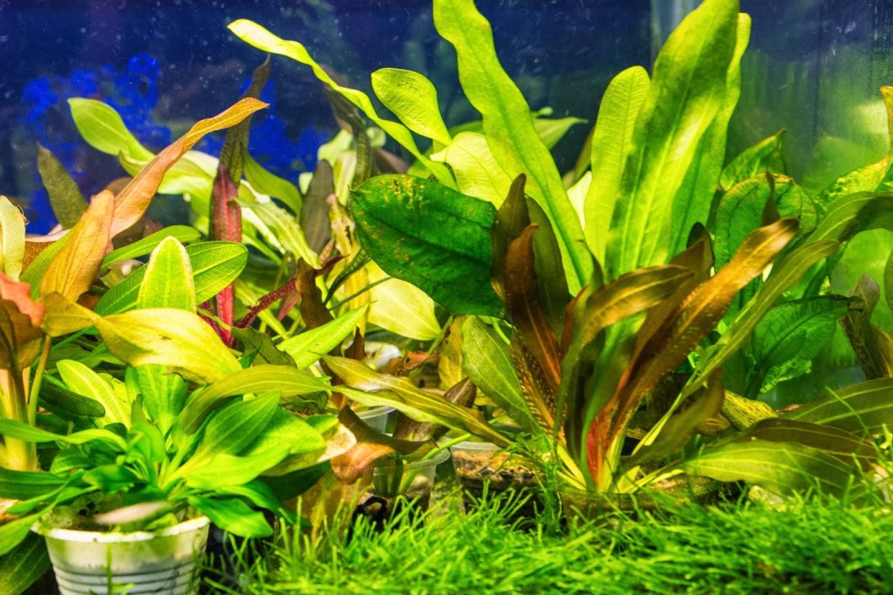 Криптокорина аквариумное растение