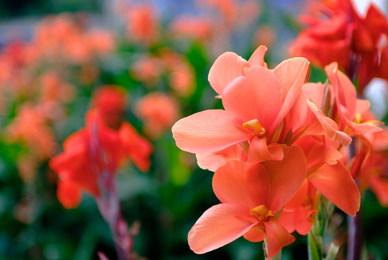 Канны цветы