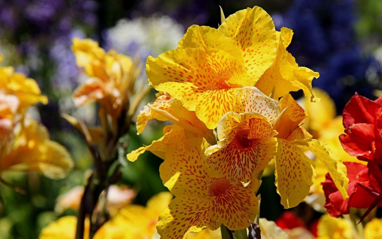 Канна споттед