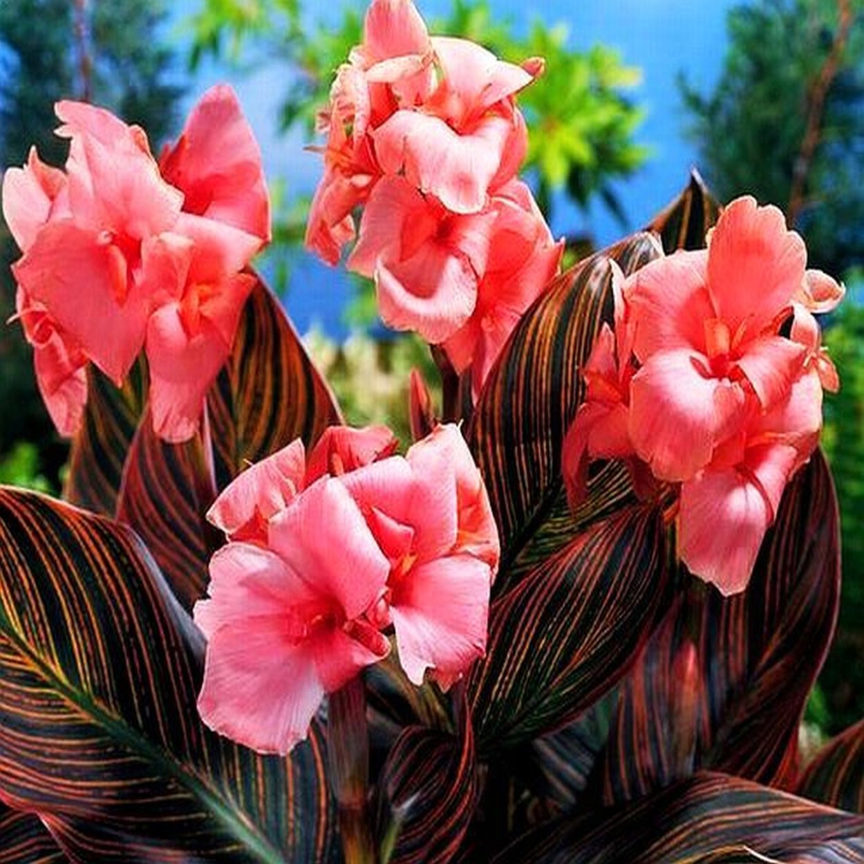 Канна Пинк санберст