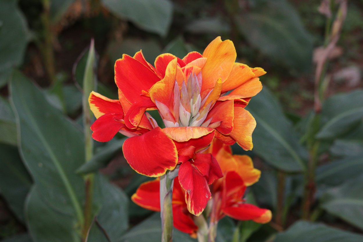 Канна индийская (canna Indica) “Dawn Pink”